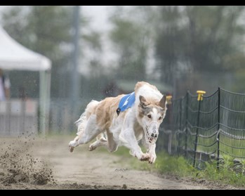 Borzoi - Maserada 2024